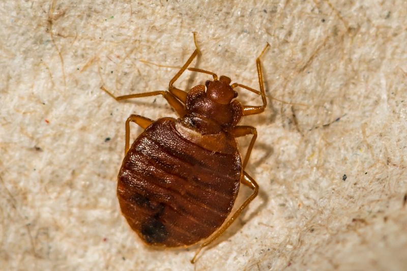 Bug And Insect Prevention Strategies