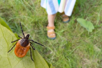 Choosing A Commercial Flea And Tick Control Provider