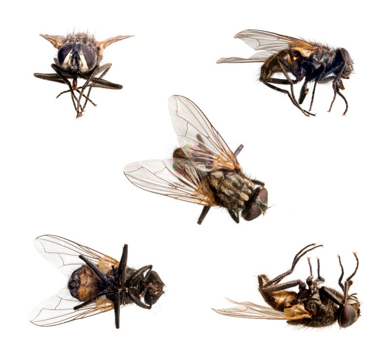 Common Bugs And Insects That Invade Homes