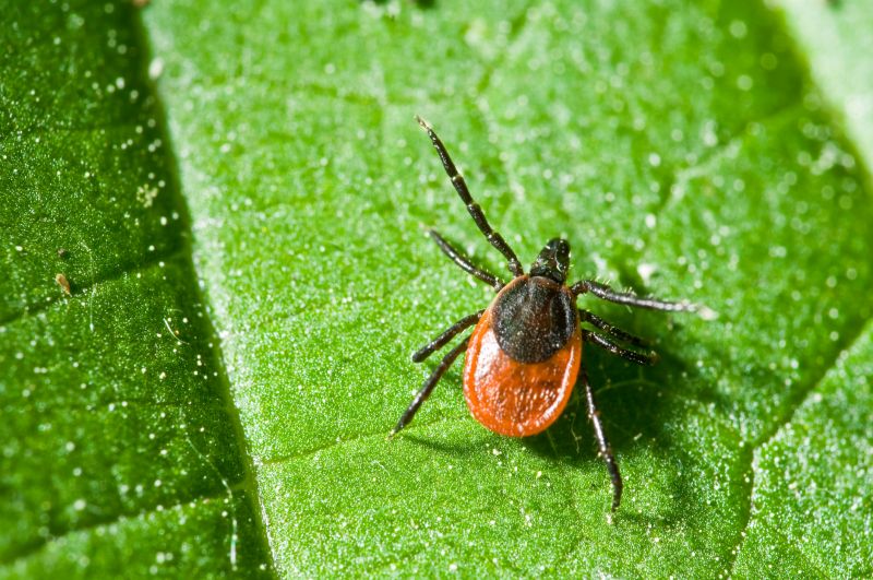 Common Flea And Tick Problems In Homes And Yards