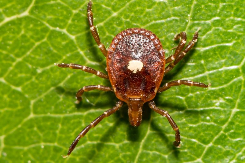 Common Flea And Tick Problems In Homes And Yards