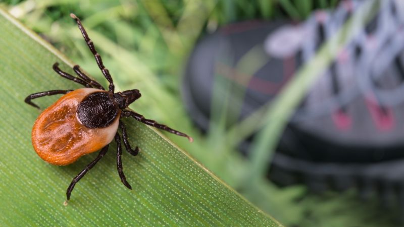 Common Flea And Tick Problems In Homes And Yards