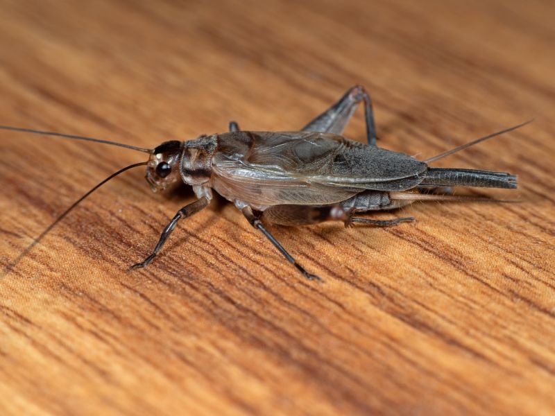 Cricket Control Strategies For Warehouses And Storage Facilities