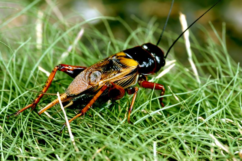 Cricket Control Strategies For Warehouses And Storage Facilities