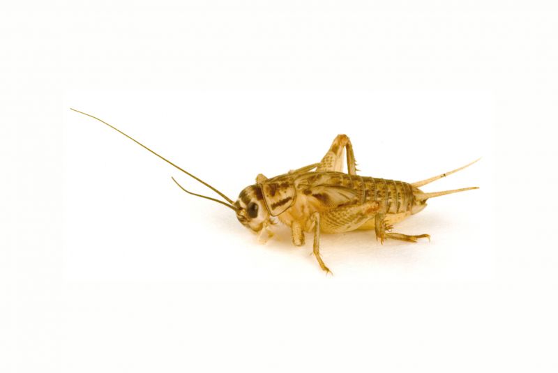 Cricket Control Strategies For Warehouses And Storage Facilities