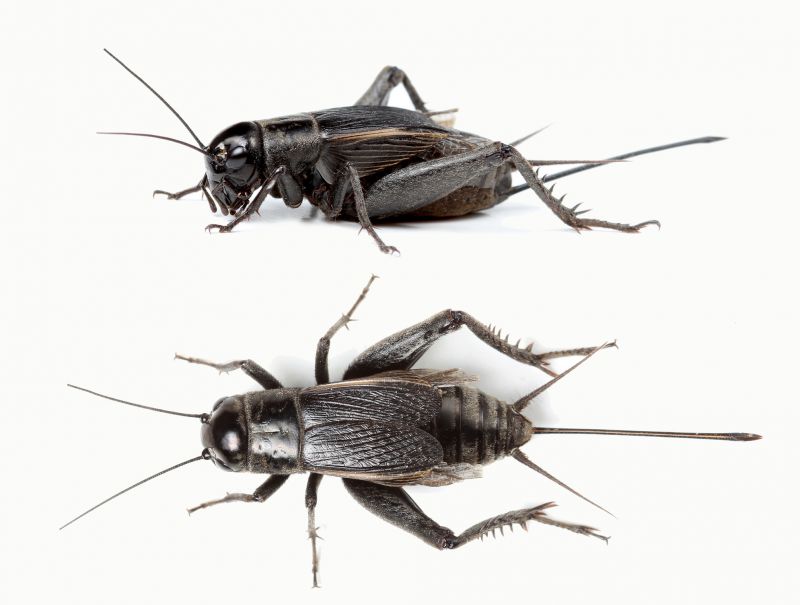 Cricket Control Strategies For Warehouses And Storage Facilities