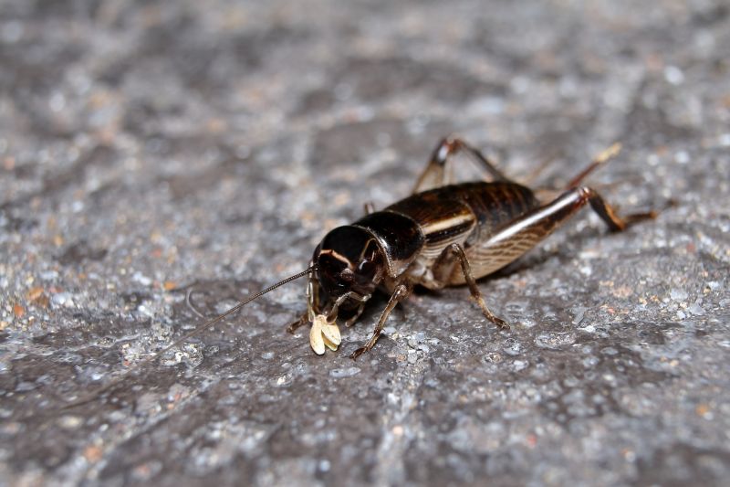 Cricket Control Strategies For Warehouses And Storage Facilities