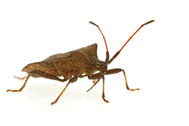 Health And Nuisance Issues Caused By Stinkbugs