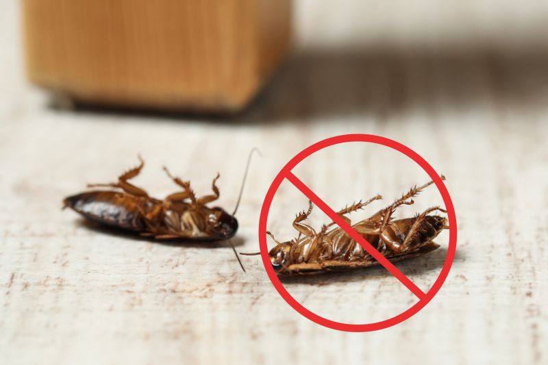 Health Risks Associated With Cockroaches Indoors
