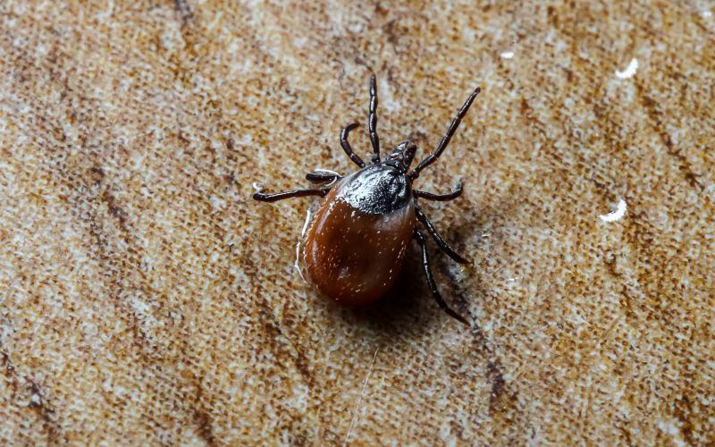 How Flea And Tick Infestations Affect Pets And People