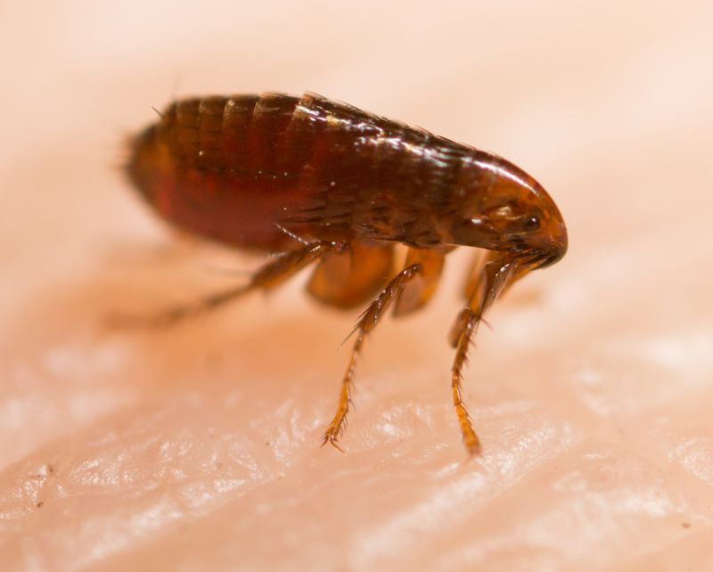 How Flea And Tick Infestations Affect Pets And People