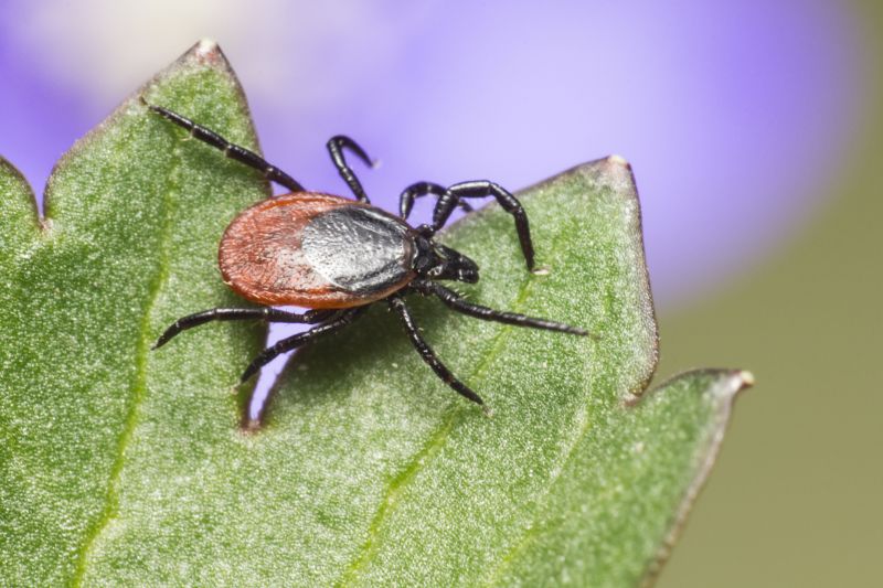 How Flea And Tick Infestations Impact Commercial Properties