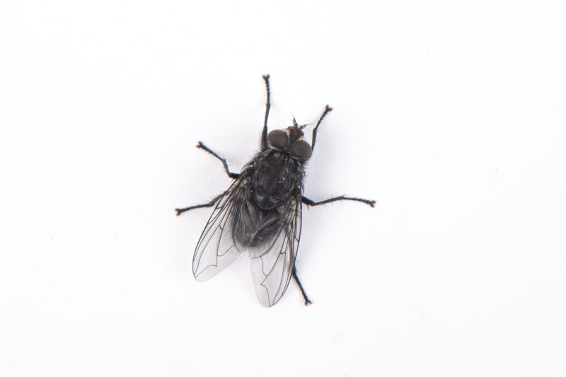 How Flies Impact Customer Experience