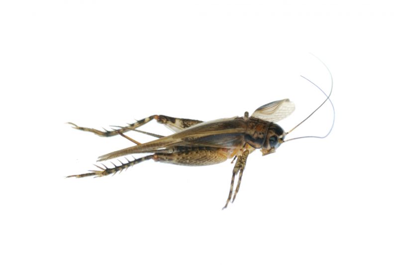 How Professional Cricket Pest Control Works