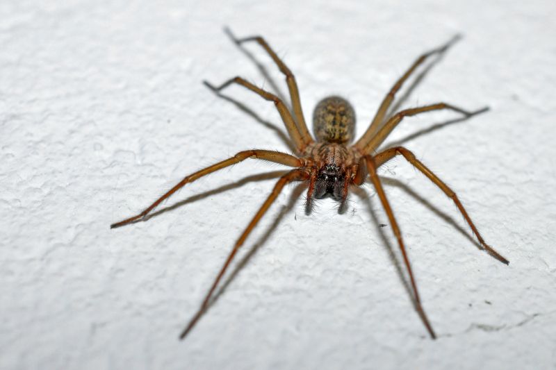 How Professional Spider Control Works