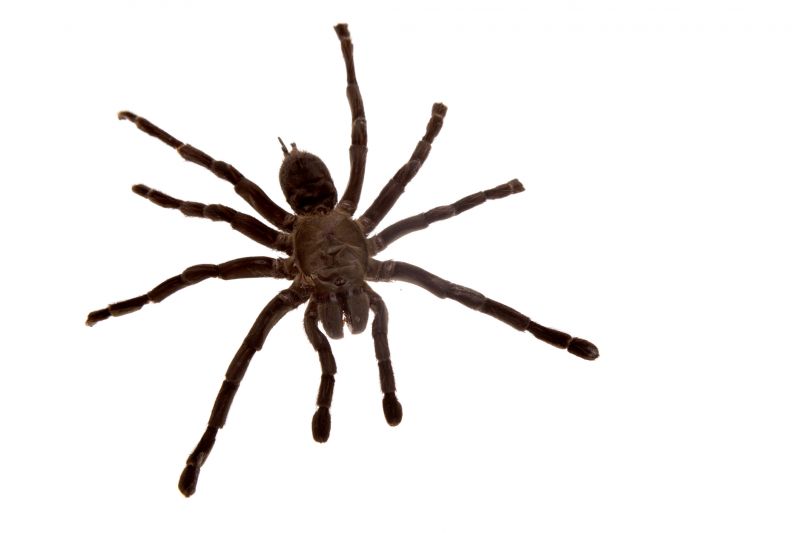 How Professional Spider Control Works