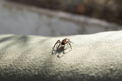 How Professional Spider Control Works