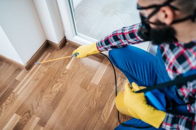 Preventing Spring Bug And Insect Infestations