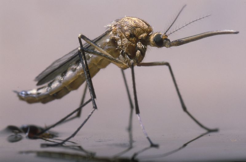 Seasonal Fly And Mosquito Activity And Prevention Strategies