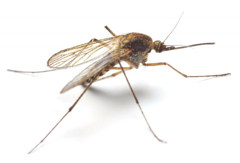 Seasonal Fly And Mosquito Activity And Prevention Strategies