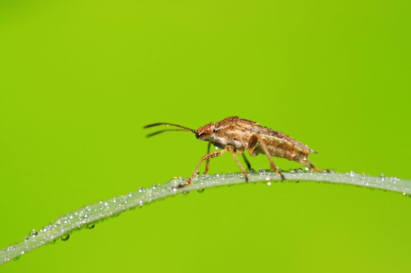 Signs You Have A Stinkbug Infestation Indoors