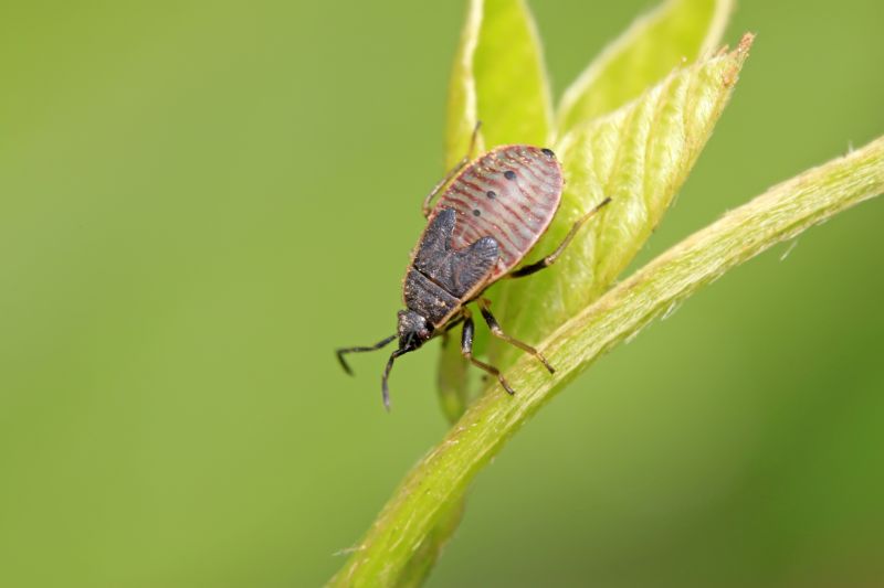 Signs You Have A Stinkbug Infestation Indoors