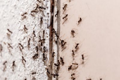 Signs You Have An Ant Problem Before It Gets Out Of Control