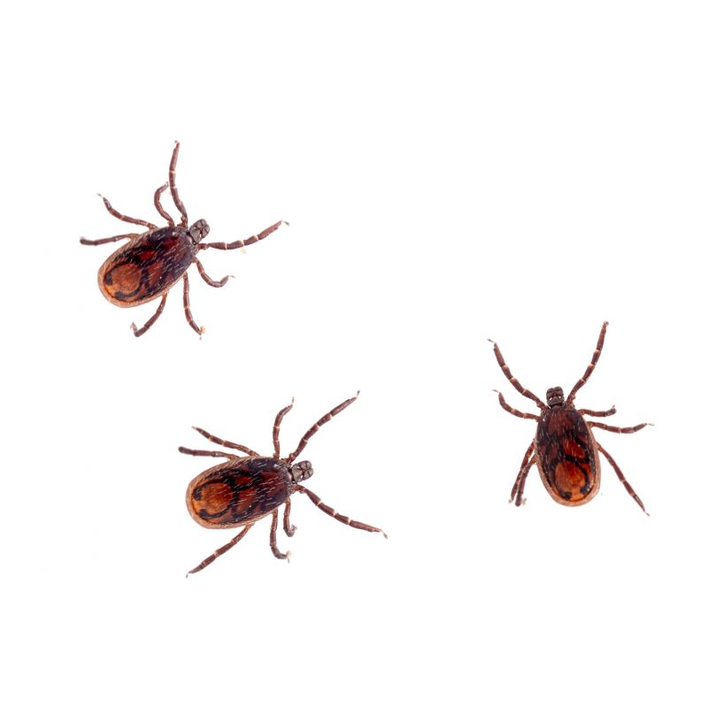 Spring Flea And Tick Solutions For Office Buildings
