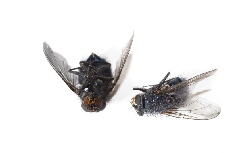 Spring Mosquito And Fly Control Solutions For Commercial Properties