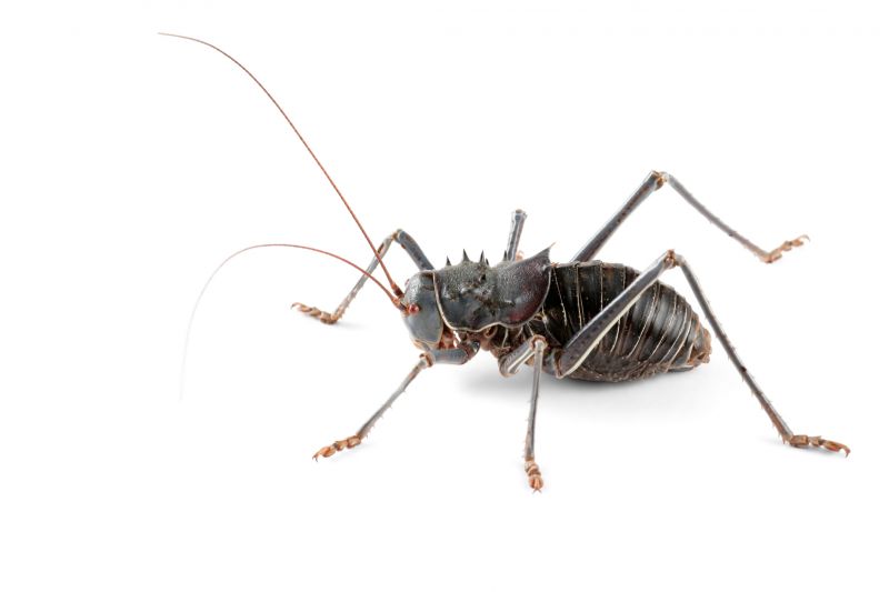 Why Commercial Spider And Cricket Control Is Important