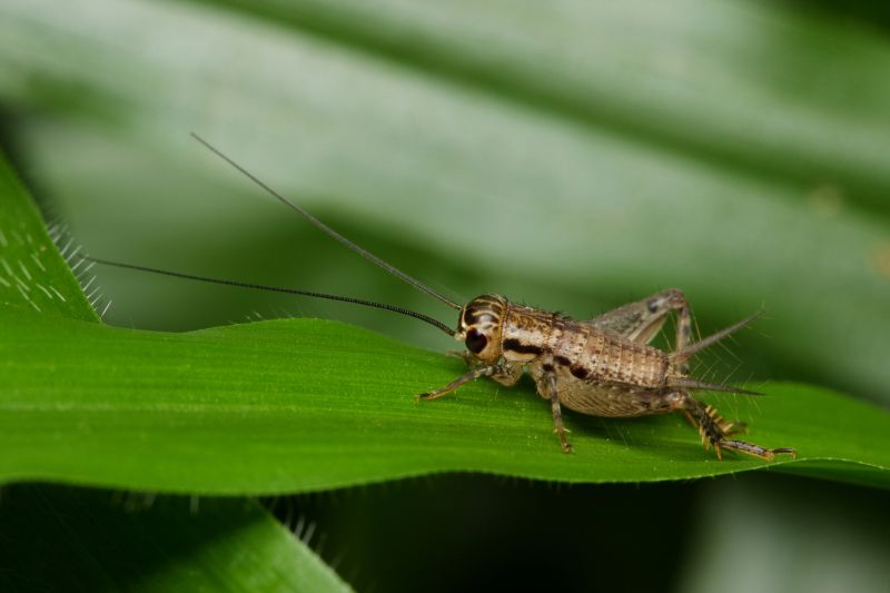 Why Commercial Spider And Cricket Control Is Important