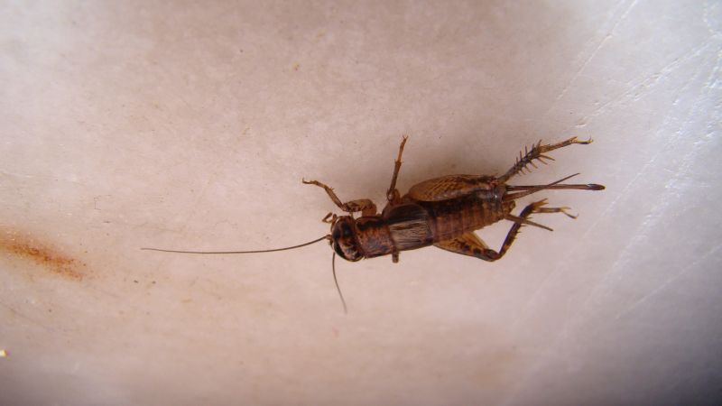 Why Spiders And Crickets Invade Residential Properties