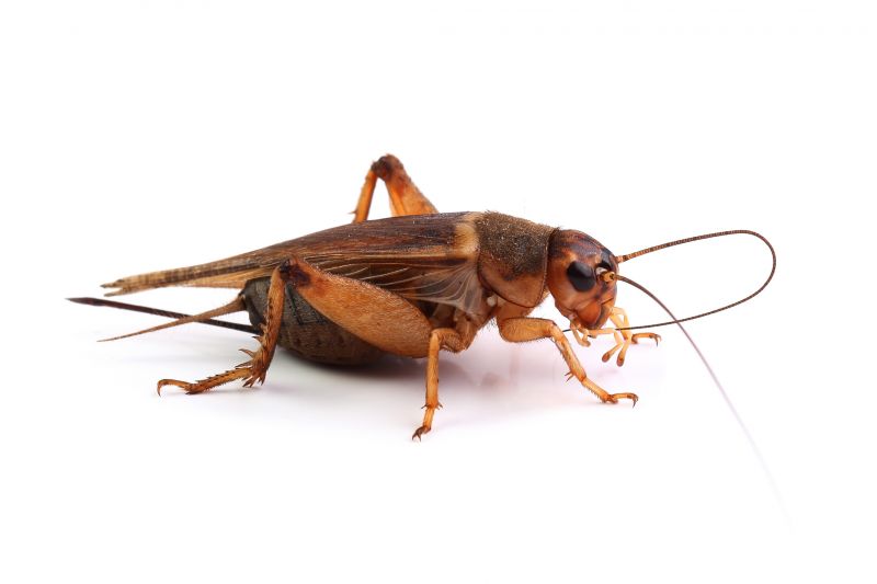 Why Spiders And Crickets Invade Residential Properties