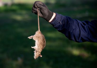 Wildlife Removal Vs. Pest Control: Understanding The Difference