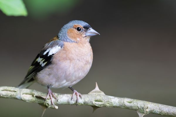 Control De Plagas De Pájaros